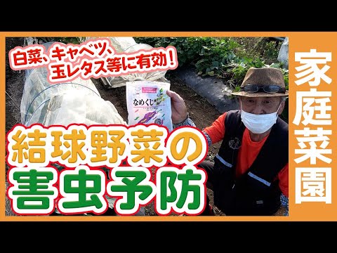 キャベツガと自然に戦う方法は？簡単な手段で感染を防ぐことはできるのでしょうか？  庭園