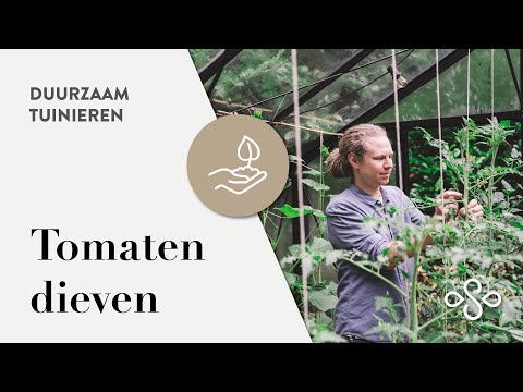 , title : 'Hoe je tomatenplanten dieven en snoeien voor een betere oogst? | Duurzaam Tuinieren'