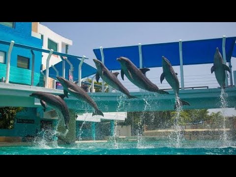 Dolphin show aquarium interactive Cancun | espectáculo de delfines en acuario interactivo Cancún