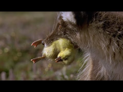 Arctic Fox Kills Snow Goose Chicks | Planet Earth | BBC Earth