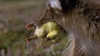 Arctic Fox Kills Snow Goose Chicks | Planet Earth | BBC Earth