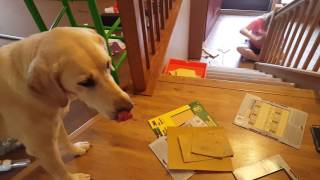 Renovation Painting Staining and Vanishing | DIY home interior decorating vlog