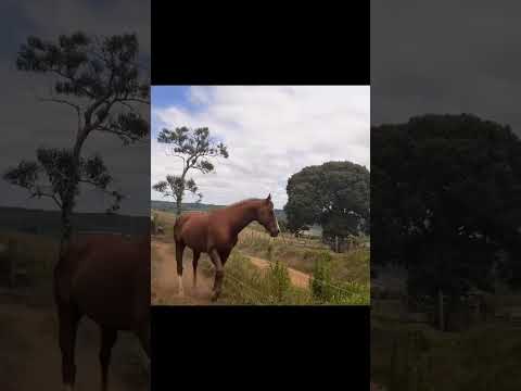 Relinchos do Secret Bruthus da maiiiieeee #horse #cachorros #cavalo #gato #rancho #rural #camping