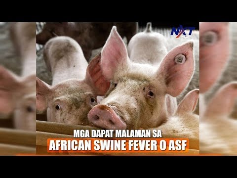 Wissenswertes zur Afrikanischen Schweinepest (ASF) | NXT
