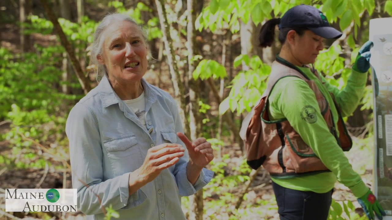 Forestry for Maine Birds—Part 1: What is Forestry for Maine Birds?