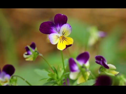 Fall Sowing Johnny Jump Up Violas and Pansies In Zone 6