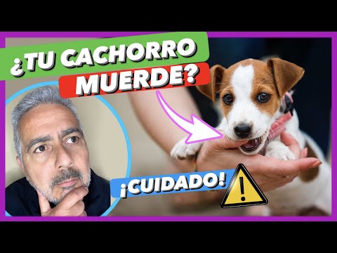 IF YOUR PUPPY BITES, THIS IS THE SOLUTION! ✅ | HOW SHOULD YOU CORRECT IT? 🤔