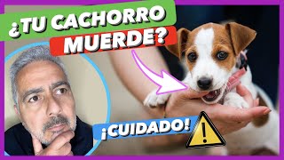 SI TU CACHORRO MUERDE, ¡ÉSTA ES LA SOLUCIÓN! ✅ | ¿CÓMO DEBES CORREGIRLO 🤔
