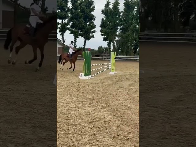 Vendo castrone sella italiano del 2009