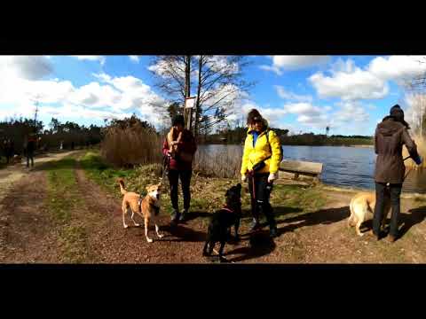 Dreptaj z Psem - Las Rybnicki