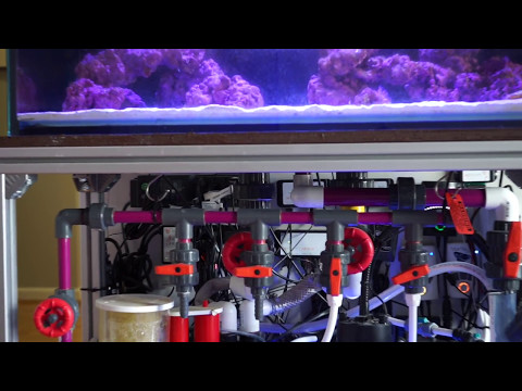 How To Maintenance Your Reef Tank Like A PRO