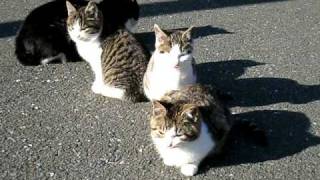 preview picture of video '冬の宮城県田代島　猫 CATS of TASHIRO ISLAND MIYAGI JAPAN'