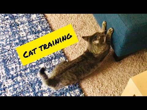 Pixie Tales Episode 5: Cat Training