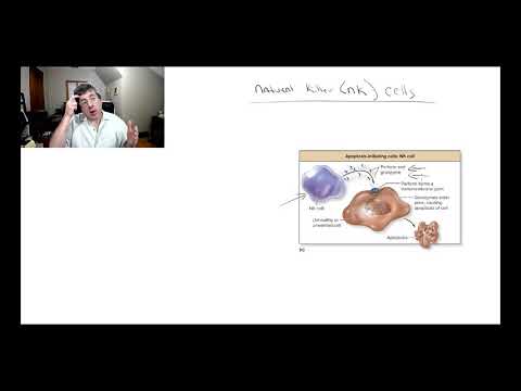 Innate Immunity 3 NK cells