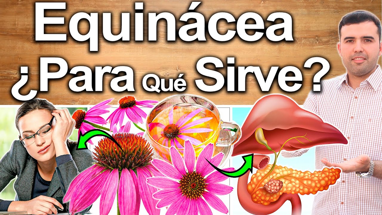 Watch Equinacea - ¿Para Qué Sirve - Beneficios Y Contraindicaciones De La Echinacea Para La Salud Now Equinacea - ¿Para Qué Sirve - Beneficios Y Contraindicaciones De La Echinacea Para La Salud