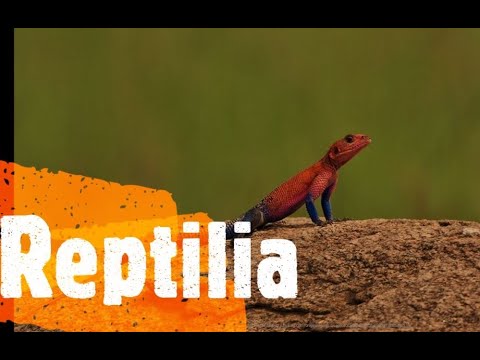 Répteis (Classe Reptilia)