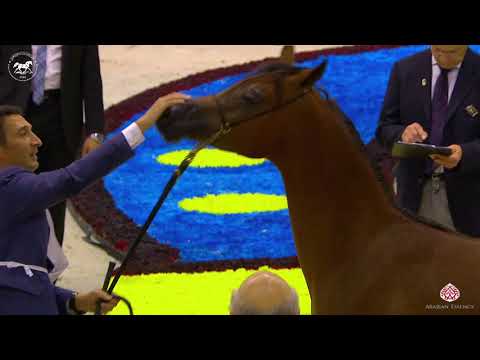 N 102 QASWARAH AL BUSTAN   Dubai Arabian Horse Show 2020   Yearling Colts Class 9A