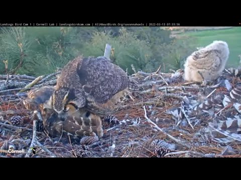 Remarkable Prey Delivery! Barred Owl Becomes Meal At Great Horned Owl Nest – March 13, 2022