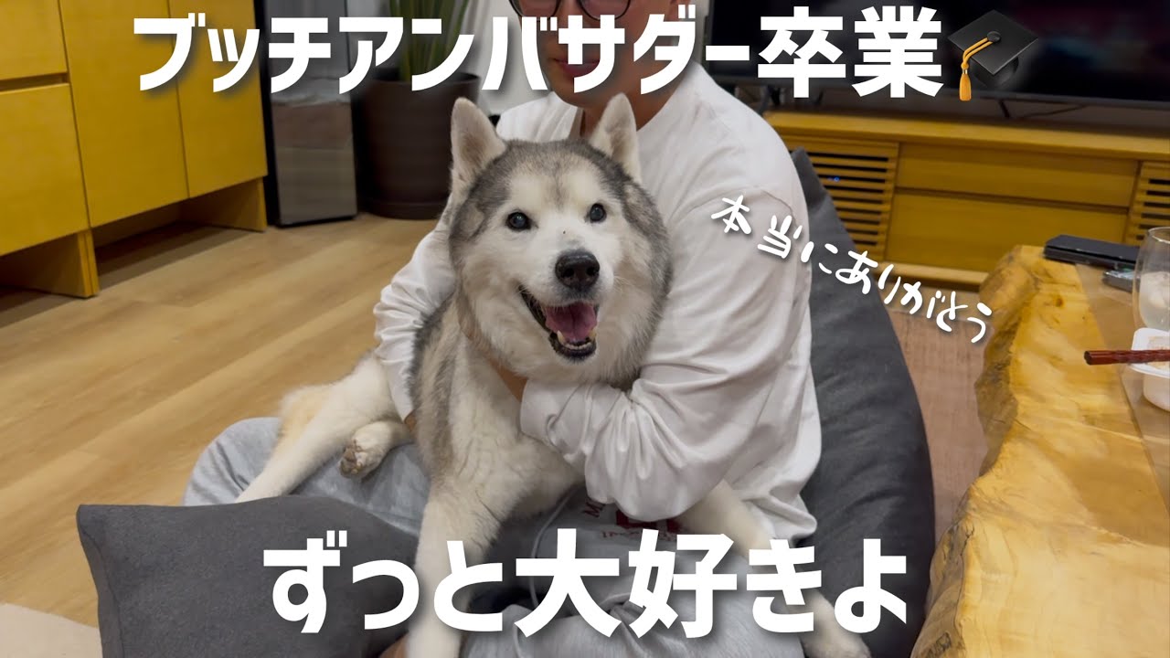 ブッチアンバサダーを涙の卒業をした文ちゃん！ブッチ復活の際は絶対に復活の儀をするぞ！の巻〜長年文ちゃんの健康を支えてくれてありがとう〜