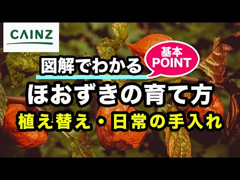 ホオズキの越冬はこうなる 植物