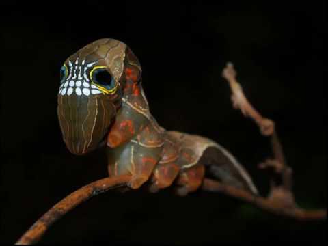 Alien 76 (Natural Disaster vs Inner Coma Mash-up)