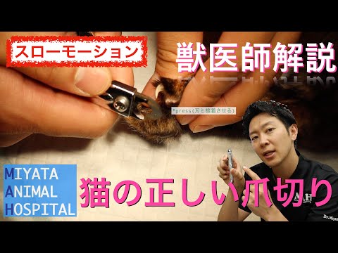 爪のケア:猫の爪はきちんと切りましょう