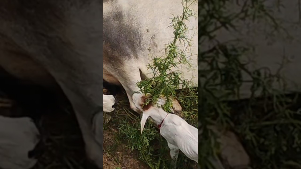 Gurgaon ma cow ka Haalat