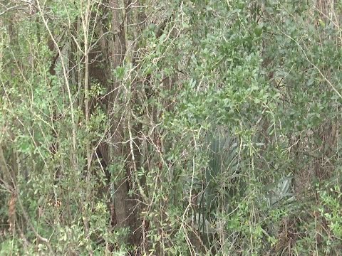 Property scams targeting vacant lots in South Carolina