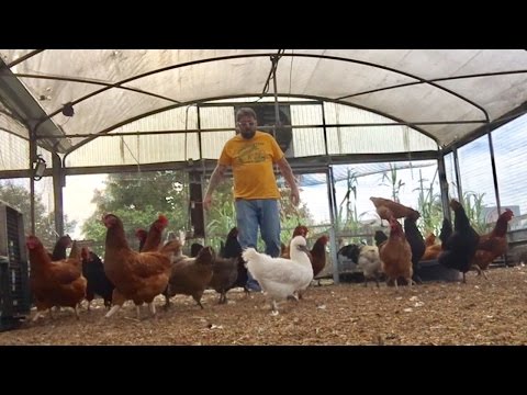 TDW 1610 - Don't Call Me Chicken !