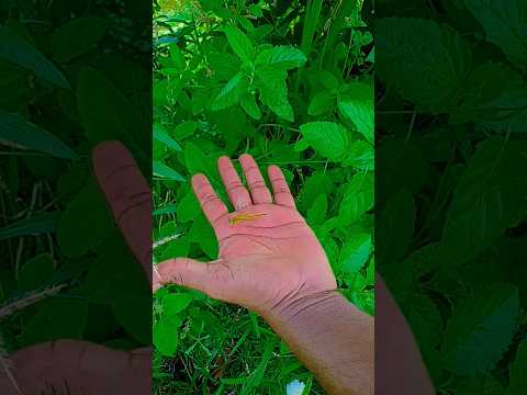 Child, tell me what is this# chocolate#ca#shorts#viral#