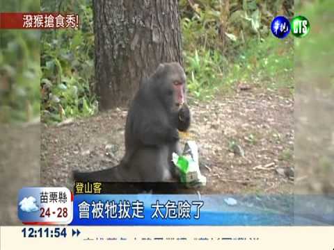 塔塔加潑猴搶食 登山客防不勝防