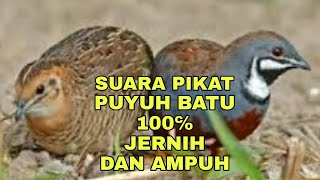Download lagu SUARA PIKAT PUYUH BATU | PIPIKAU SUARA JERNIH 100℅ AMPUH mp3