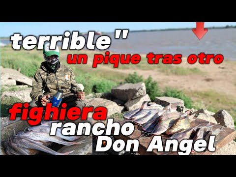 Terrrible un pique tras otro fighiera#pesca #carretesdepesca #rioparaná #pesca#carp #rioparaná 