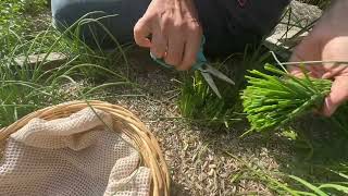 Click here to play the video