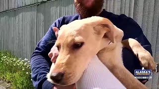 Anchorage Animal Care and Control urgently seeking adoptive homes