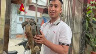 Như dân ven sông Cầu đánh bắt được Rùa quý!