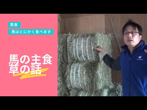 馬は何を食べますか?