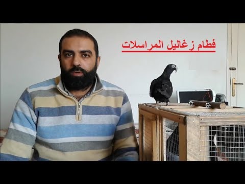 فطام زغاليل المراسلات - الحمام المراسله المصري - للاستاذ محمد عقل
