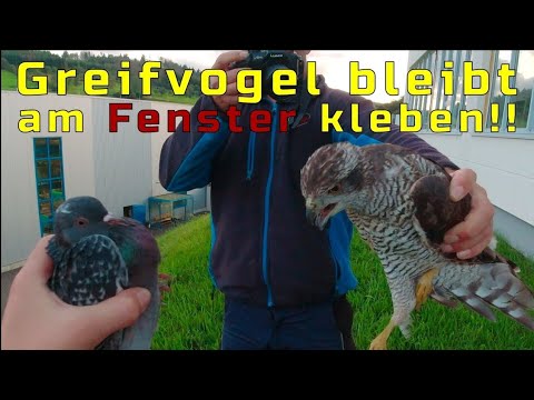 Das ging schief! Habicht jagt Taube und knallt VOLLGAS gegen die Scheibe 😱