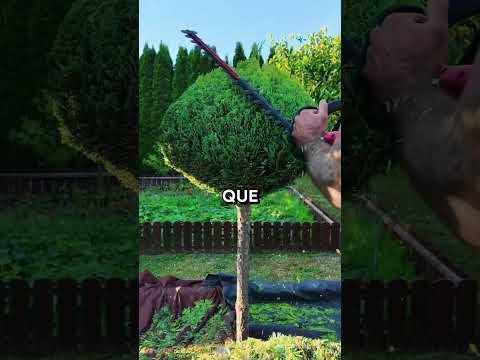 En el bosque de obras de Arco, el árbol es el protagonista