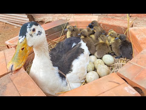 Amazing Pekin Duckling Hatching From Eggs - Nee Baby Duck