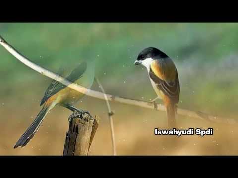 download lagu mp3 mp4 Suara Burung Cendet Betina, download lagu Suara Burung Cendet Betina gratis, unduh video klip Download Suara Burung Cendet Betina Mp3 dan Mp4 320kbps Gratis