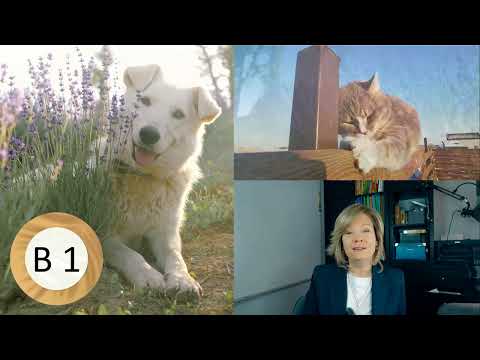 Same Russian text in 5 different levels A1, A2, B1, B2, C1.  What is your level?