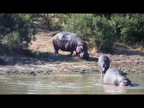 Djuma: Three Hippos returning to the dam - 06/12/21