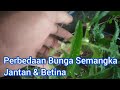 Cara Membedakan Bunga Jantan dan Betina Pada Semangka