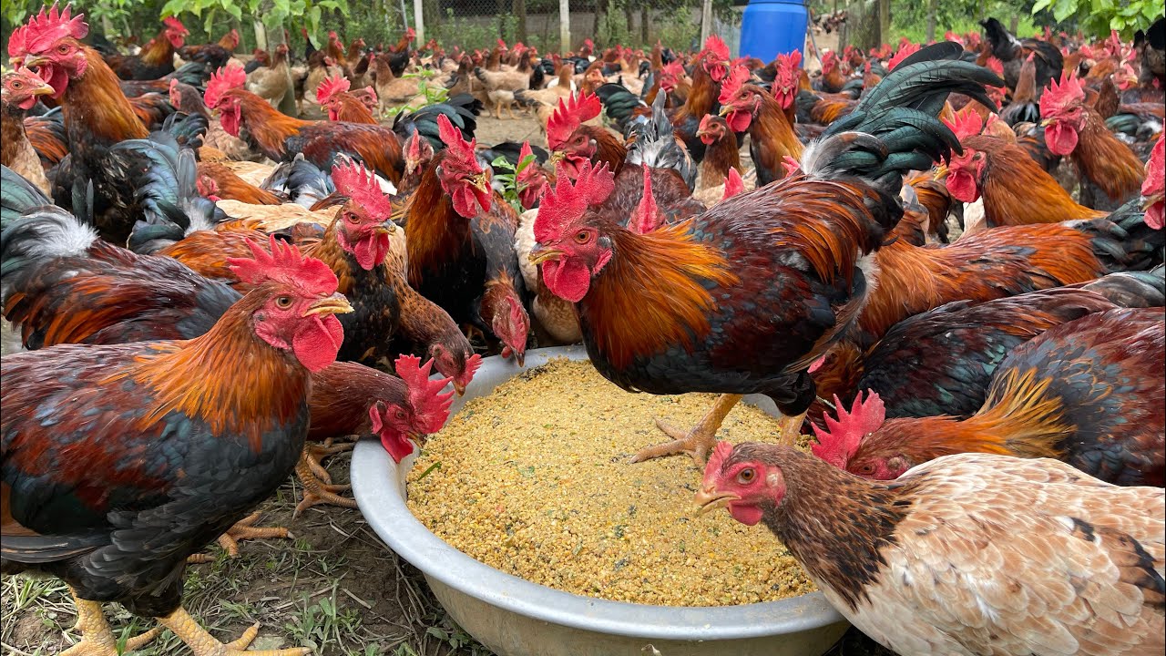 The process of raising native chickens from 1 day old to adulthood - chicken farm.