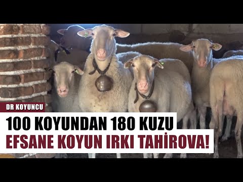 , title : '100 Koyundan 180 Kuzu! Efsane Koyun Irkı 18 Ton Süt Veriyor | Dr. Koyuncu'