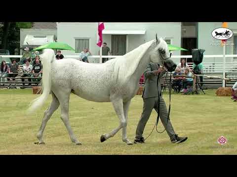 N 37 FM PIPPAA   Strohen 2021 European C Show   Mares 7+ Years Old Class 1011