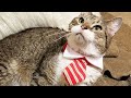 Meet Helix A Handsome Wobbly Cat Who Found The Purrfect Home After He Was Surrendered To A Shelter