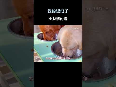 金毛：我的饭没了,全是碗的错!  #搞笑 #金毛 #萌宠 #万万没想到 #娱乐评论大赏